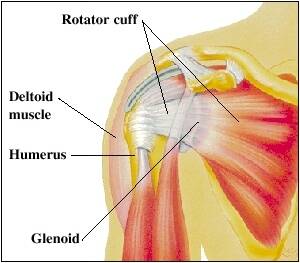understanding rotator cuff injuries healthy